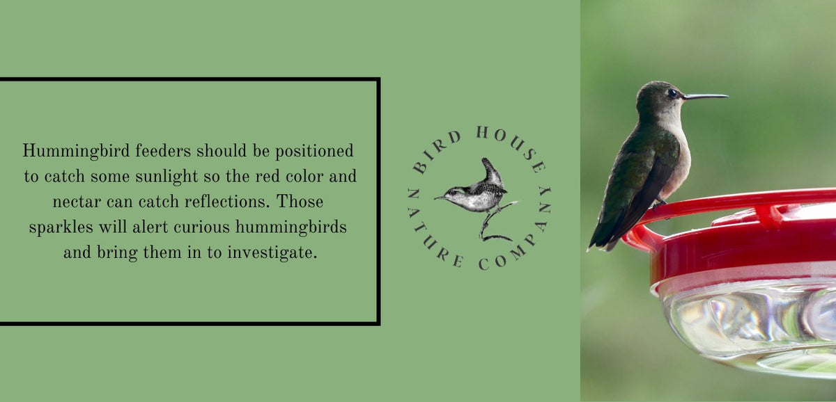 Hummingbird Feeders – Bird House Nature Company