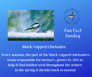 Black Capped Chickadee, FLAP Canada, Flight Friendly Bird Tape