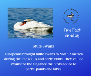 Fun Fact Mute Swans & Priscilla Yellowhead Tobey