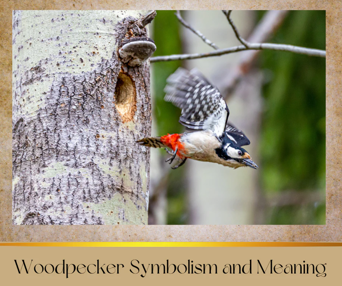 Bird Symbolism - Woodpeckers