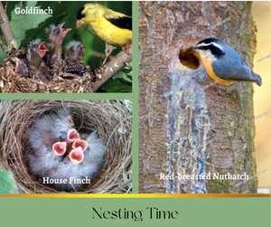 Springing Into Nest Building