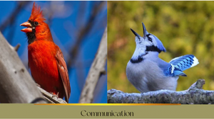 Bird Communication