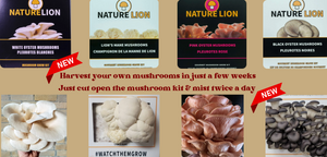 Nature Lion Mushroom Kits
