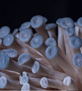 Nature Lion Blue Mushroom Growing Kit