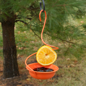 Oriole Galvanized Metal Feeder for Fruit Slices, Jelly, Mealworms or Seeds