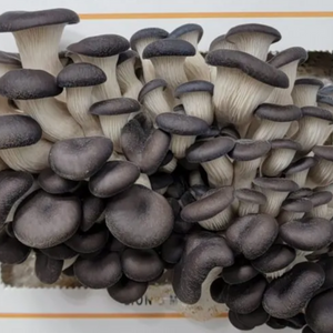 Nature Lion Black Oyster Mushroom Kit