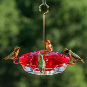 Hummingbird Nectar Feeder