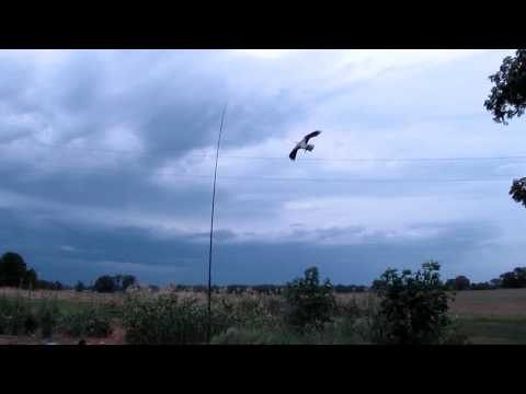 Osprey Kite 16' Telescoping Pole