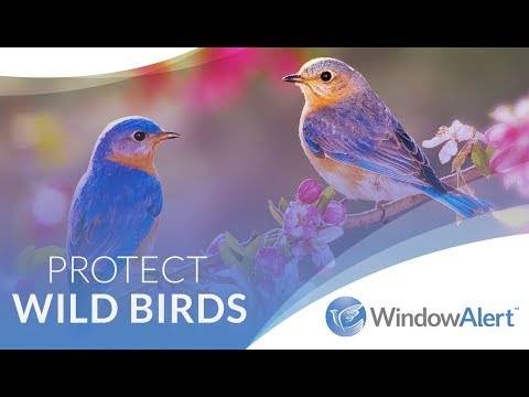 Hummingbird Anti Collision Window Decal
