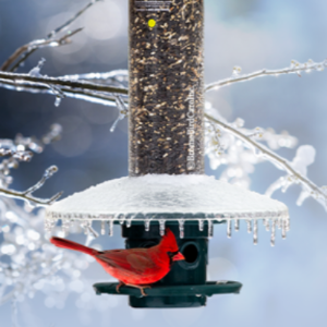 Squirrel Buster Plus Feeder Weather Guard